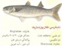 شهروندان از خوردن ماهی کفال دریای خزر خوداری کنند