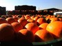 قیمت پرتقال شب عید ۳۱۰۰ تومان اعلام شد/ نرخ سیب هنوز مشخص نیست