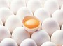 سفیده تخم‌مرغ سرشار از پروتئین خالص و بدون چربی است