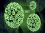 HPV؛ راه‌های ابتلا و مقابله با آن