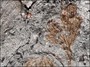 کشف قدیمیترین گیاه گلدار زمین/ شباهت فسیل کشف شده با شقایق