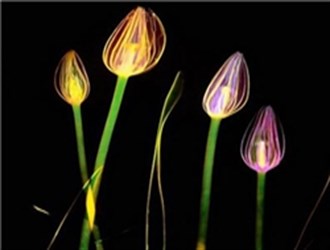 وقتی گل‌ها و گیاهان زیر اشعه ایکس به تابلوهایی زیبا تبدیل می‌شوند