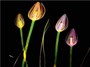 وقتی گل‌ها و گیاهان زیر اشعه ایکس به تابلوهایی زیبا تبدیل می‌شوند