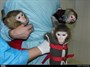 با میمون‌های فضانورد ایرانی آشنا شوید