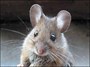 دانشمندان موفق به جوان کردن موش پیر شدند