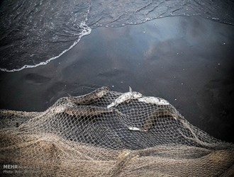 برداشت بی رویه از دریا حیات آبزیان را به خطر انداخته است