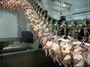 توزیع مرغ در تهران برای جلوگیری از گرانی