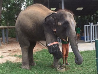 اولین فیلی که با پای مصنوعی راه می‌رود