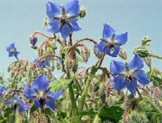 چند نکتۀ کاربردی دربارۀ گل گاوزبان