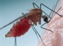 مبارزه با مالاریا با سم عنکبوت