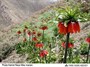 دشت لاله‌های واژگون پذیرای مسافران نوروزی است