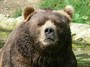 حمله خرس وحشی به مرد ۵۵ ساله