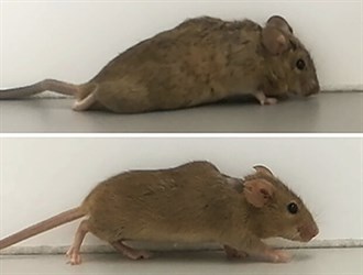 توانایی راه رفتن به موش های معلول بازگشت